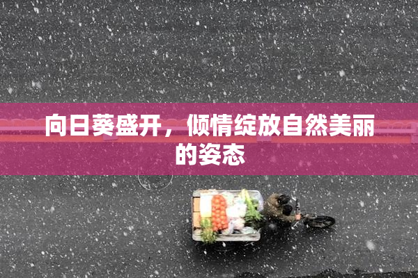 向日葵盛开，倾情绽放自然美丽的姿态