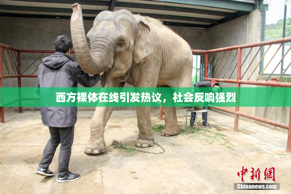 西方裸体在线引发热议，社会反响强烈