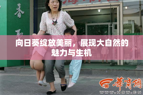 向日葵绽放美丽，展现大自然的魅力与生机