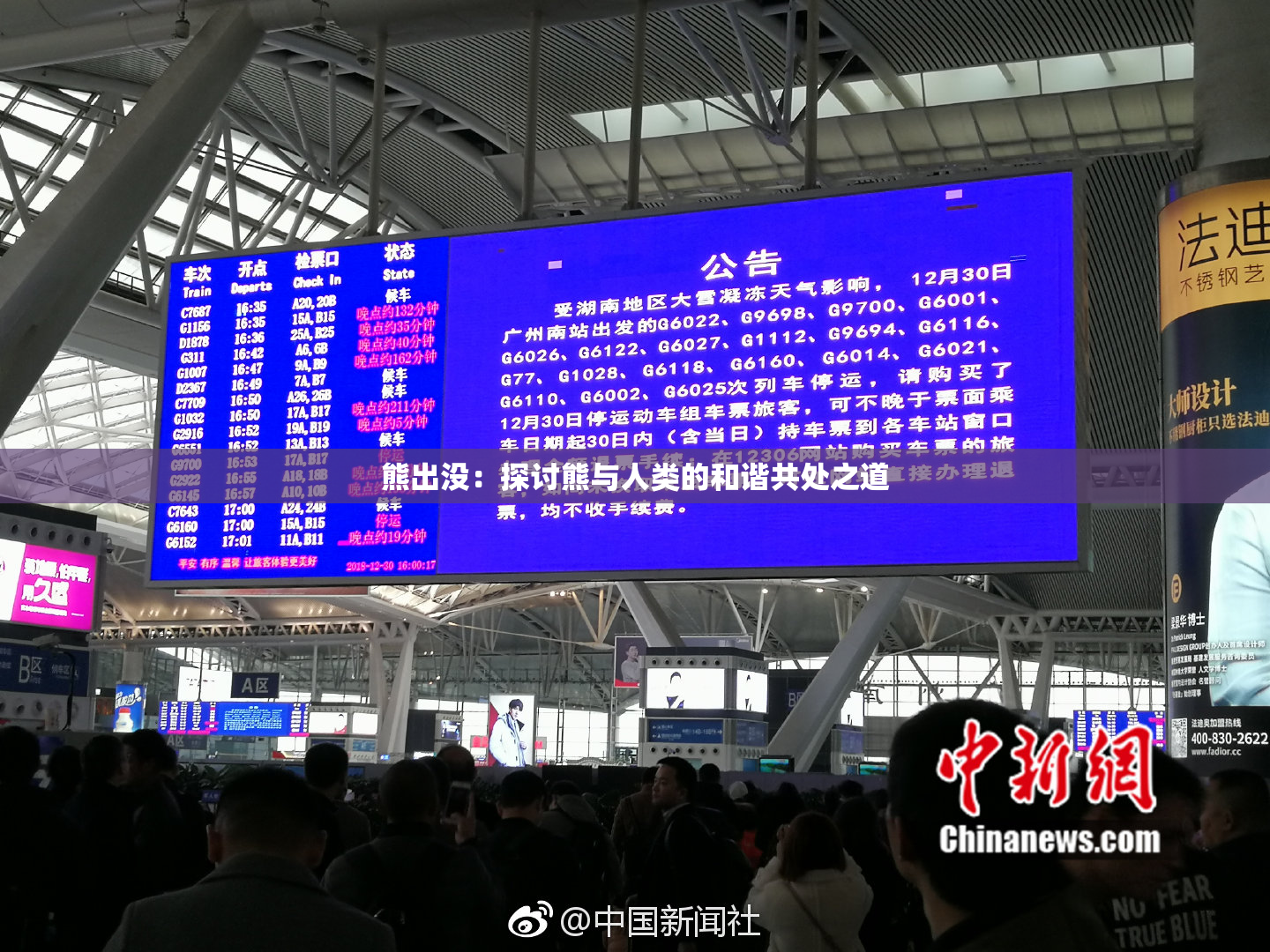 熊出没：探讨熊与人类的和谐共处之道