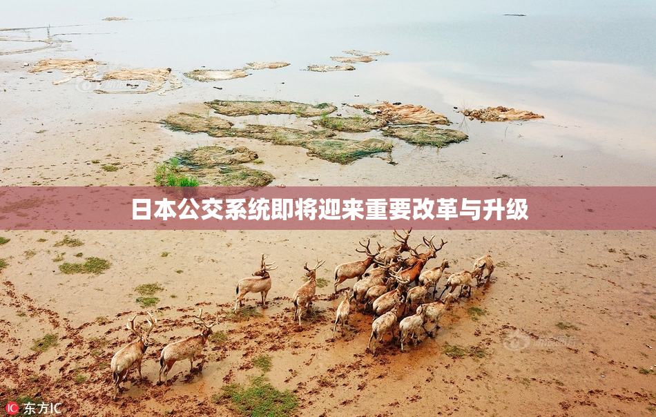 日本公交系统即将迎来重要改革与升级