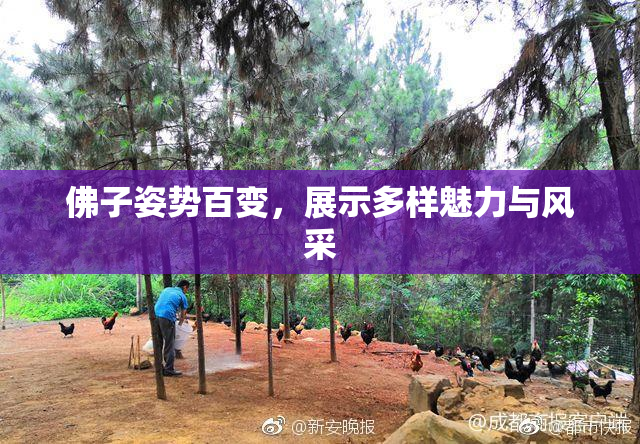 佛子姿势百变，展示多样魅力与风采