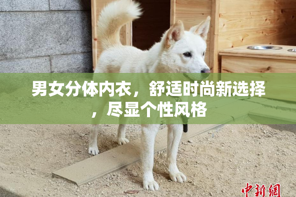 男女分体内衣，舒适时尚新选择，尽显个性风格
