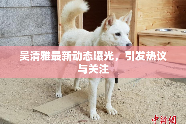 吴清雅最新动态曝光，引发热议与关注