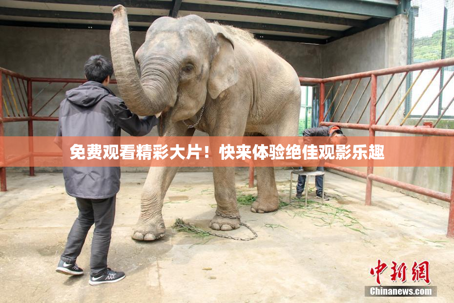 免费观看精彩大片！快来体验绝佳观影乐趣