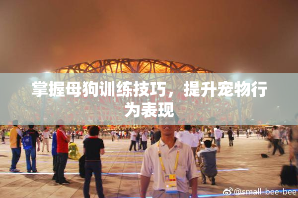 掌握母狗训练技巧，提升宠物行为表现