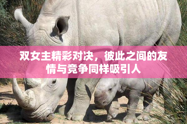 双女主精彩对决，彼此之间的友情与竞争同样吸引人