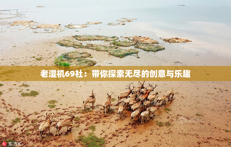 老湿机69社：带你探索无尽的创意与乐趣