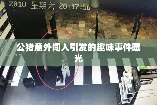 公猪意外闯入引发的趣味事件曝光