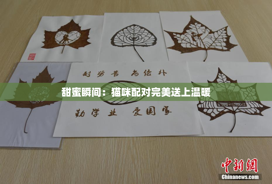 甜蜜瞬间：猫咪配对完美送上温暖