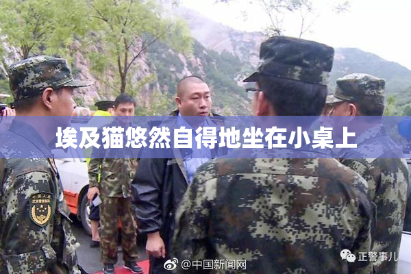 埃及猫悠然自得地坐在小桌上