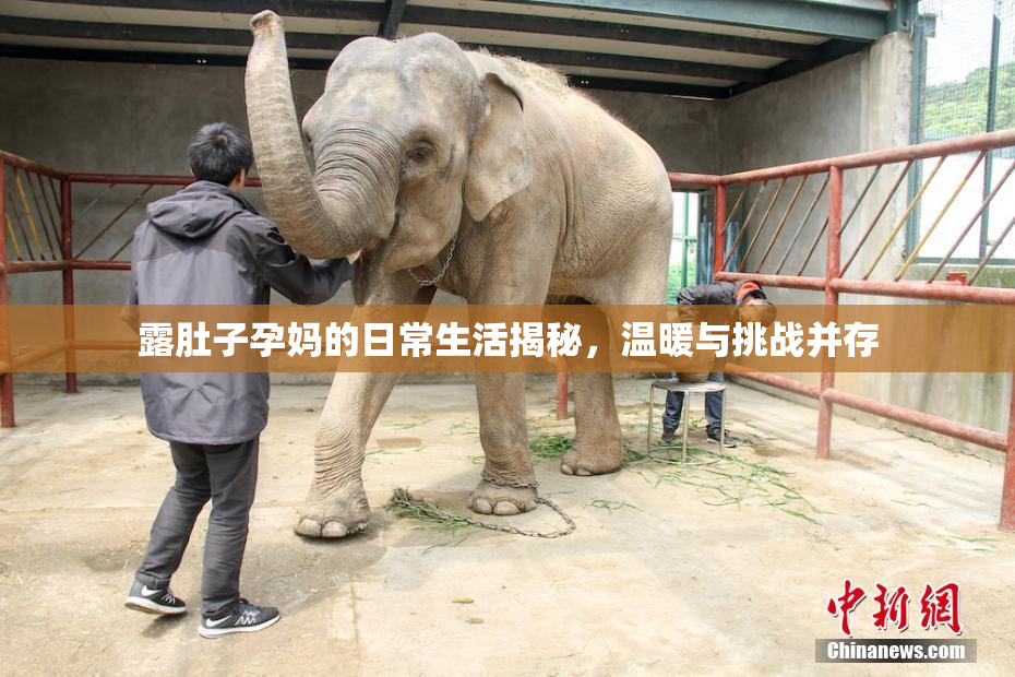 露肚子孕妈的日常生活揭秘，温暖与挑战并存