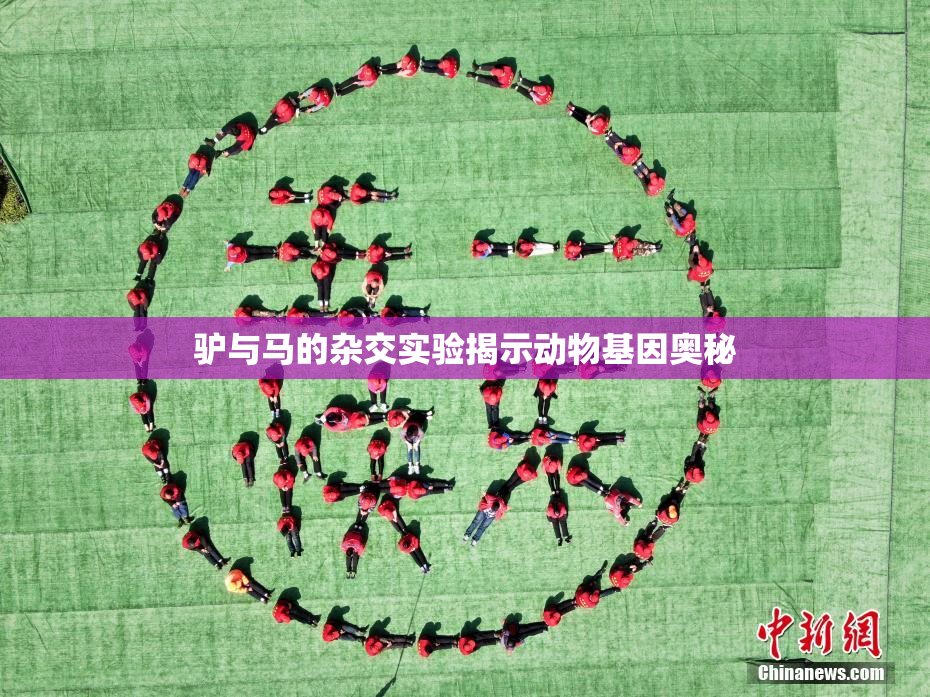 驴与马的杂交实验揭示动物基因奥秘