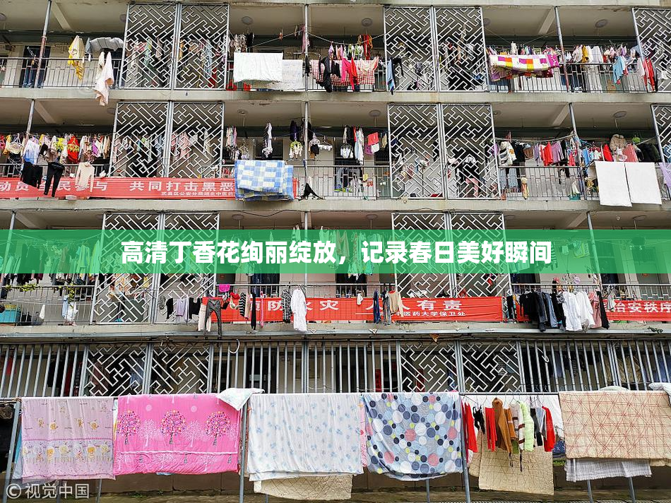 高清丁香花绚丽绽放，记录春日美好瞬间