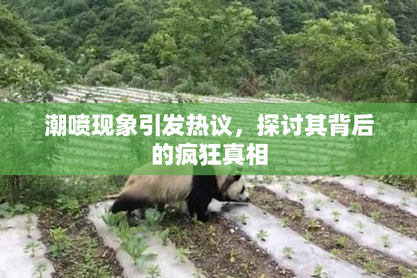 潮喷现象引发热议，探讨其背后的疯狂真相