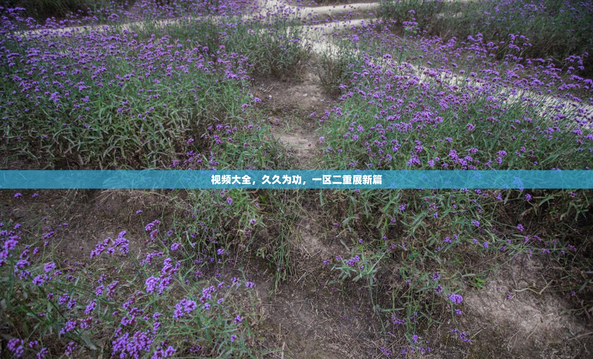 视频大全，久久为功，一区二重展新篇
