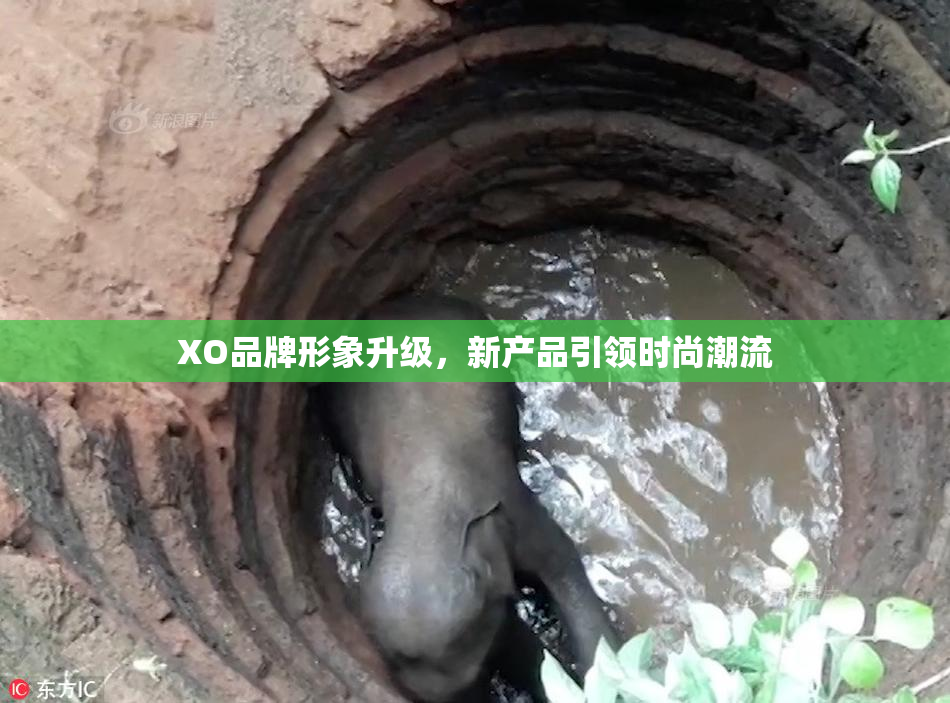 XO品牌形象升级，新产品引领时尚潮流