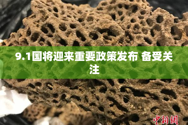 9.1国将迎来重要政策发布 备受关注