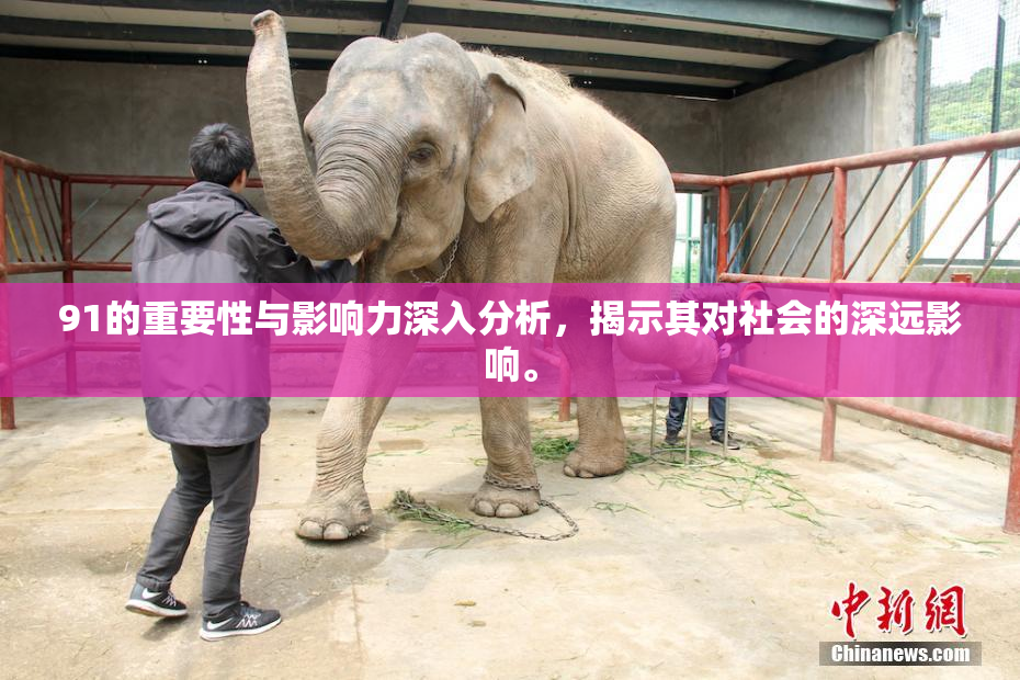 91的重要性与影响力深入分析，揭示其对社会的深远影响。