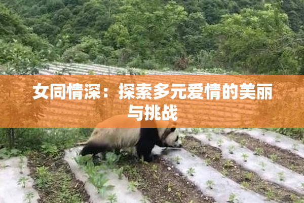 女同情深：探索多元爱情的美丽与挑战