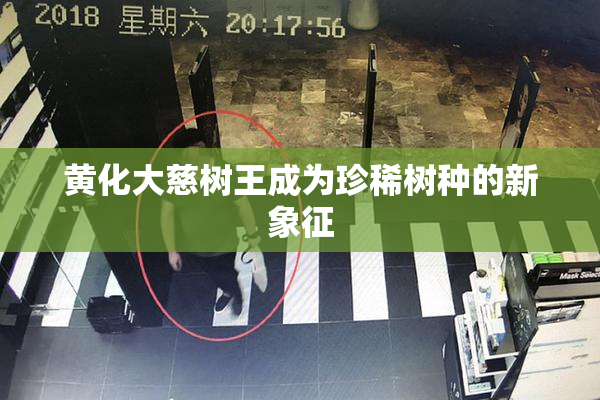 黄化大慈树王成为珍稀树种的新象征