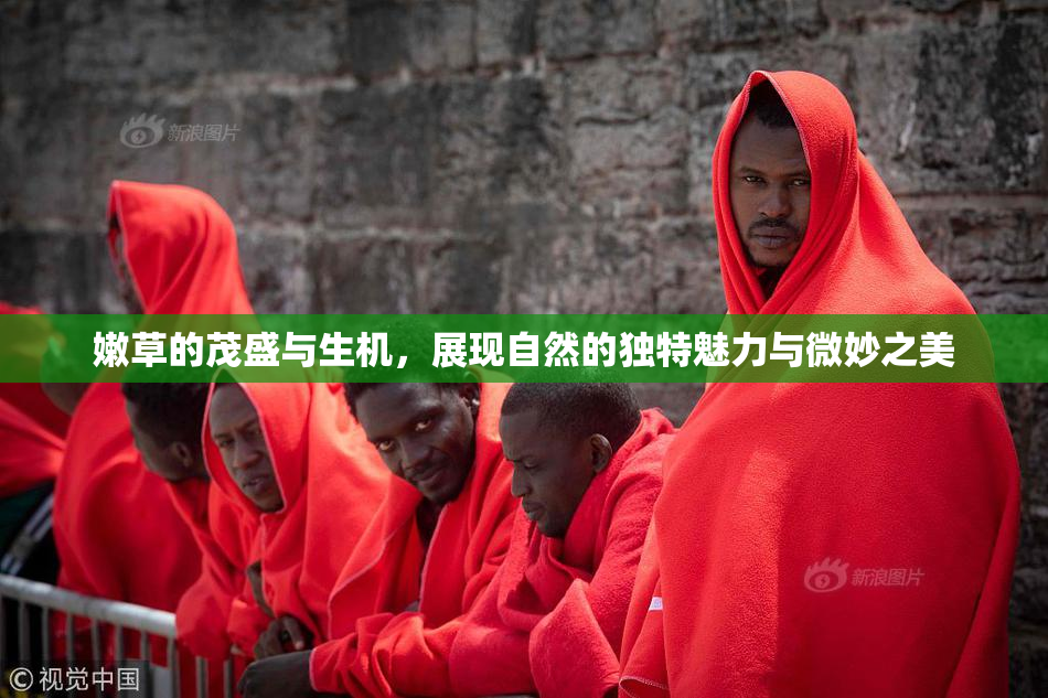 嫩草的茂盛与生机，展现自然的独特魅力与微妙之美