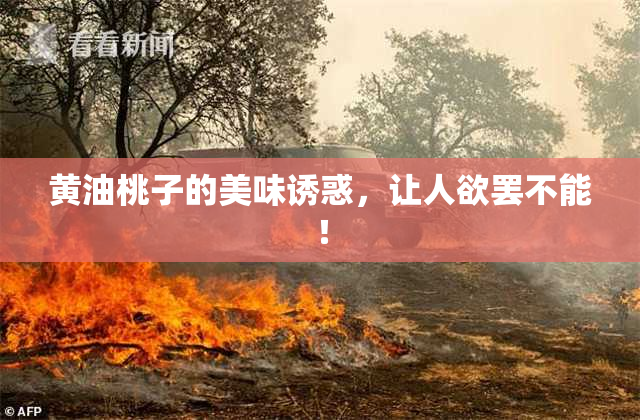 黄油桃子的美味诱惑，让人欲罢不能！