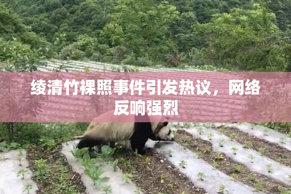 绫清竹裸照事件引发热议，网络反响强烈