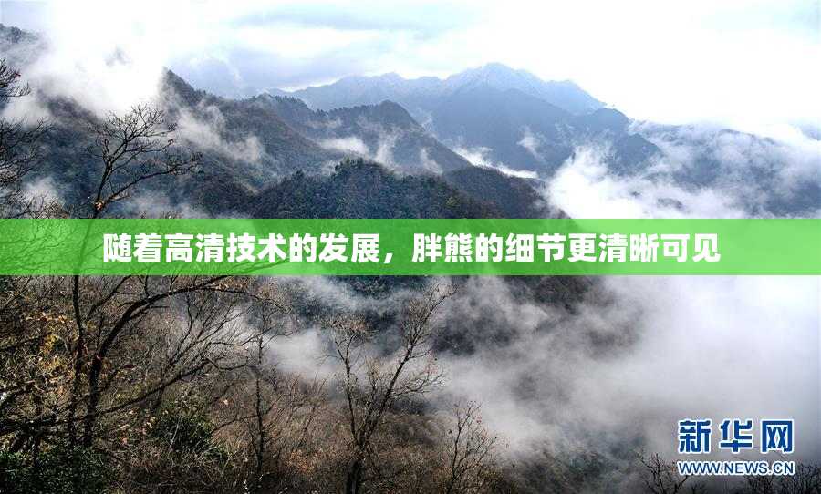 随着高清技术的发展，胖熊的细节更清晰可见