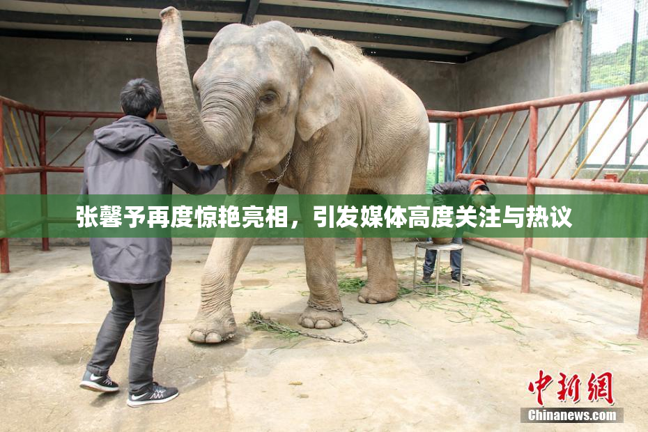 张馨予再度惊艳亮相，引发媒体高度关注与热议