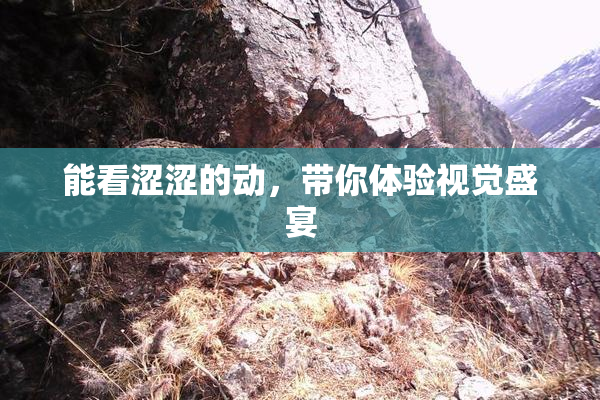 能看涩涩的动，带你体验视觉盛宴