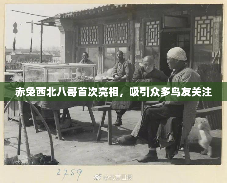 赤兔西北八哥首次亮相，吸引众多鸟友关注
