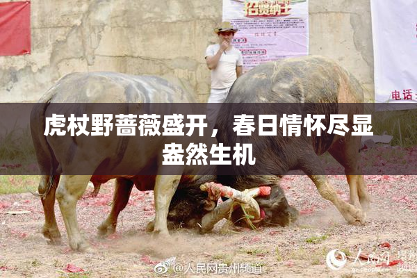 虎杖野蔷薇盛开，春日情怀尽显盎然生机