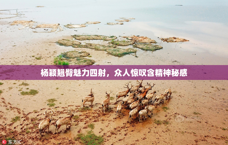 杨颖翘臀魅力四射，众人惊叹含精神秘感