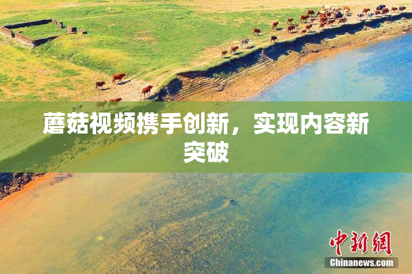 蘑菇视频携手创新，实现内容新突破