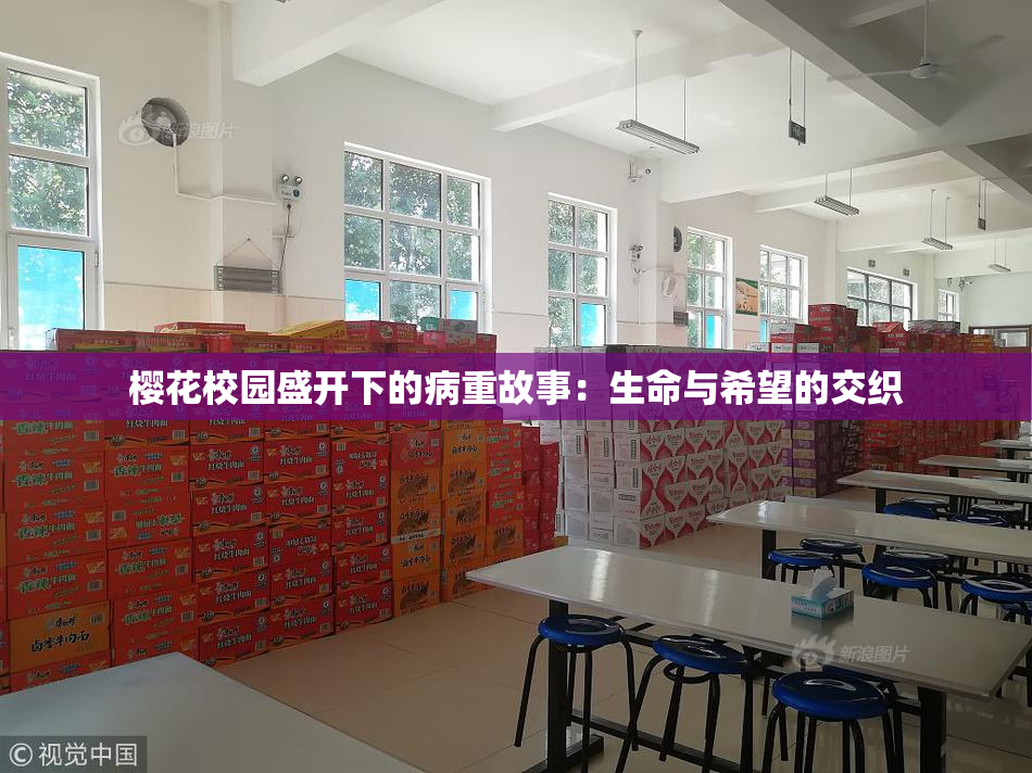 樱花校园盛开下的病重故事：生命与希望的交织