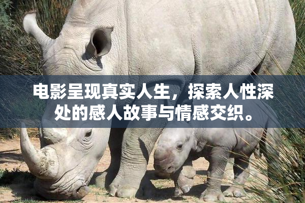 电影呈现真实人生，探索人性深处的感人故事与情感交织。