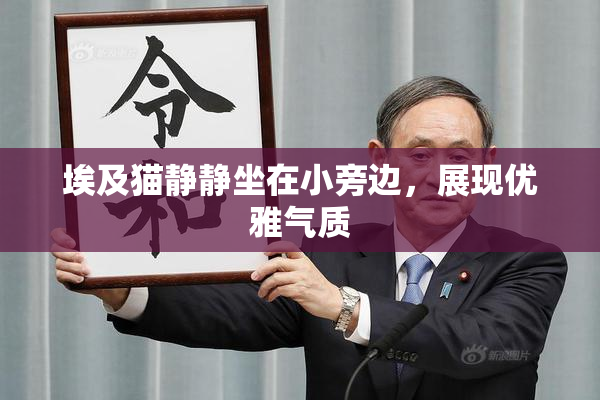 埃及猫静静坐在小旁边，展现优雅气质