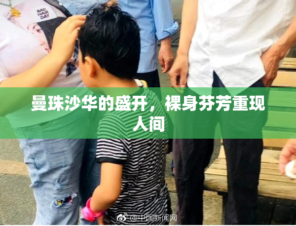 曼珠沙华的盛开，裸身芬芳重现人间