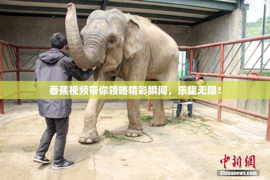 香蕉视频带你领略精彩瞬间，乐趣无限！