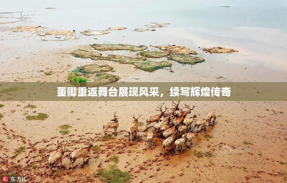董卿重返舞台展现风采，续写辉煌传奇