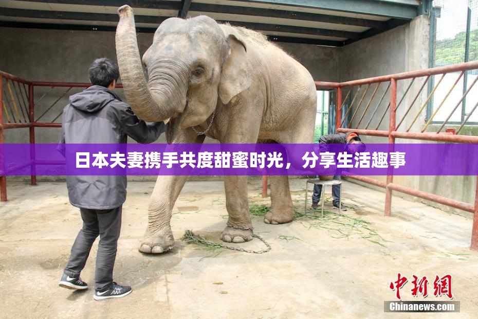 日本夫妻携手共度甜蜜时光，分享生活趣事