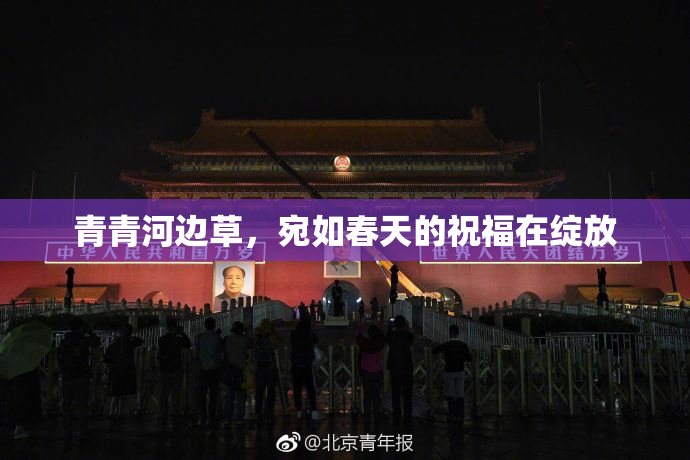 青青河边草，宛如春天的祝福在绽放