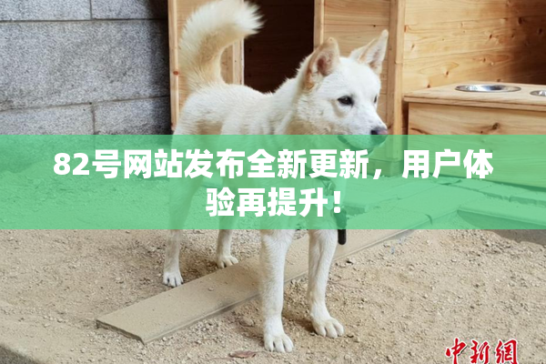 82号网站发布全新更新，用户体验再提升！