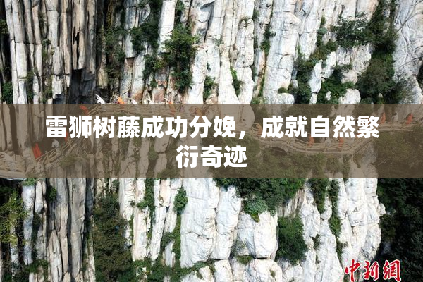 雷狮树藤成功分娩，成就自然繁衍奇迹