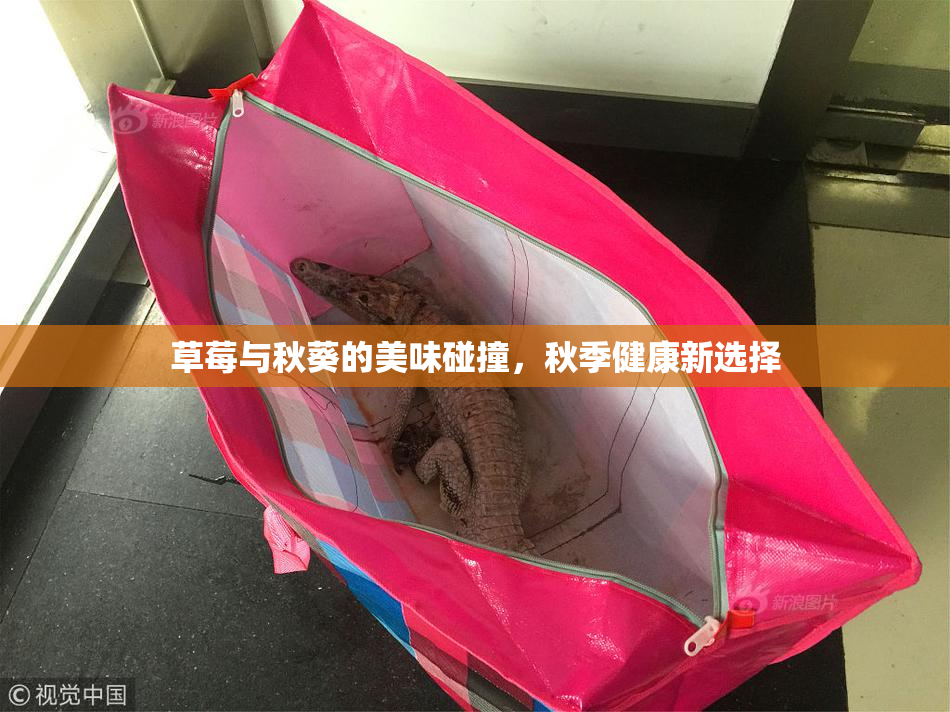 草莓与秋葵的美味碰撞，秋季健康新选择