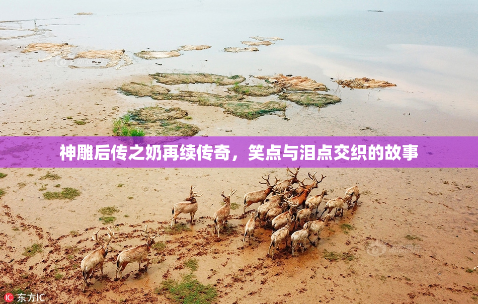 神雕后传之奶再续传奇，笑点与泪点交织的故事