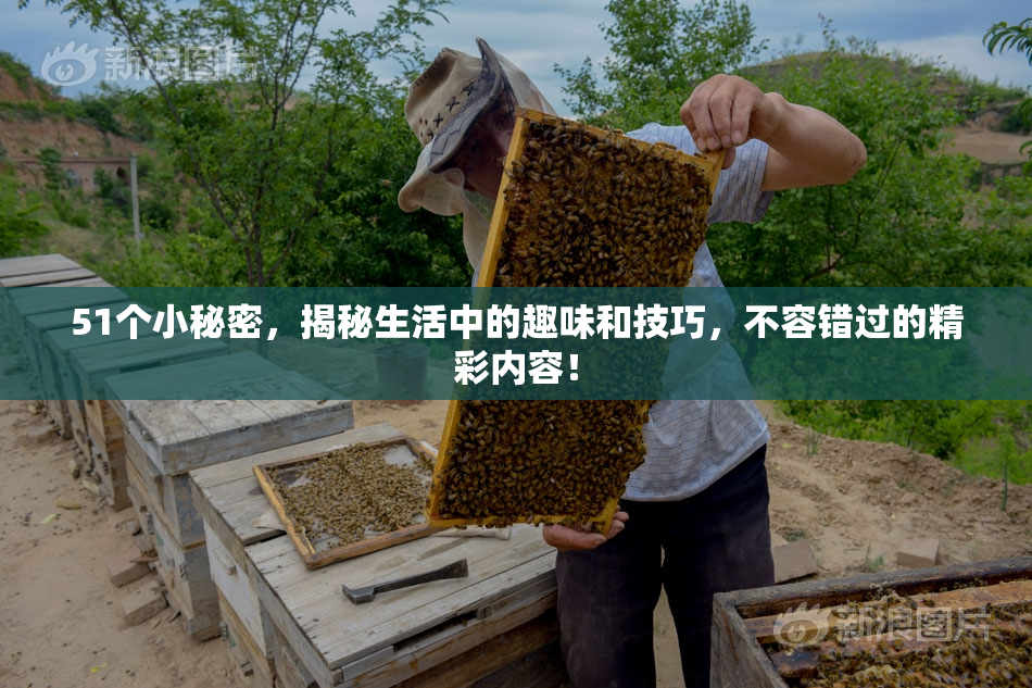 51个小秘密，揭秘生活中的趣味和技巧，不容错过的精彩内容！