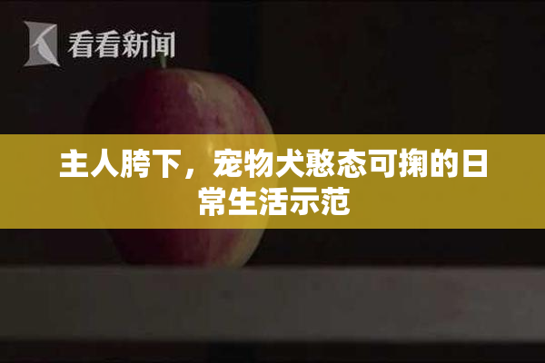 主人胯下，宠物犬憨态可掬的日常生活示范