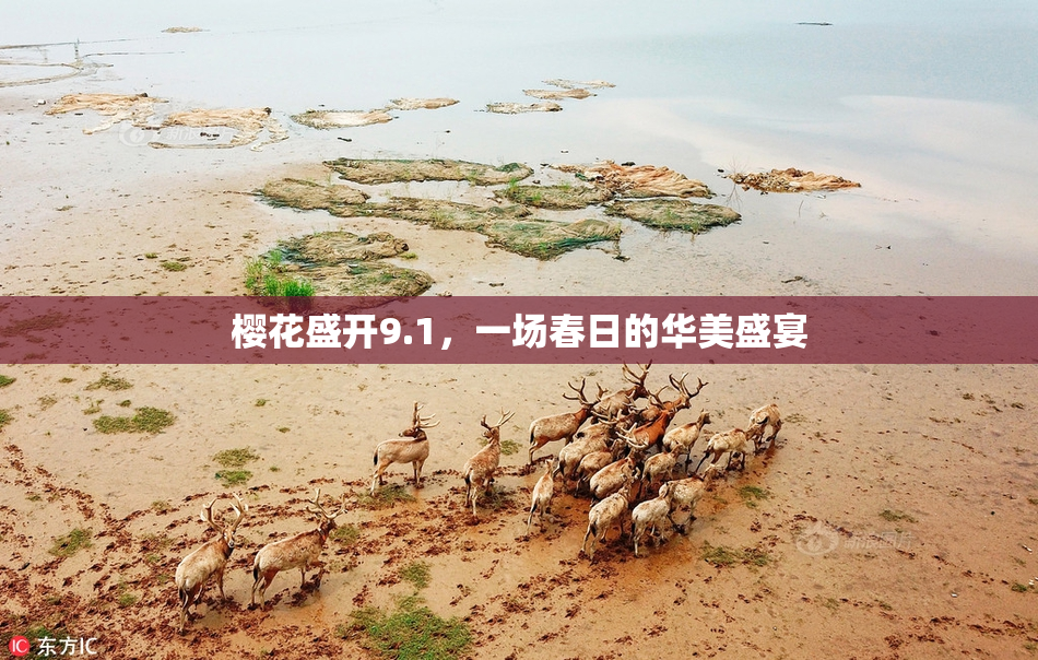 樱花盛开9.1，一场春日的华美盛宴
